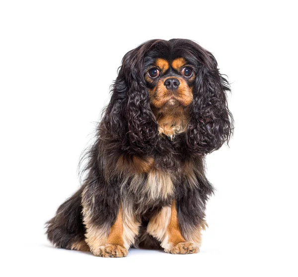 Cavalier King Charles Sitting Looking Camera Isolated White — Stock Photo, Image