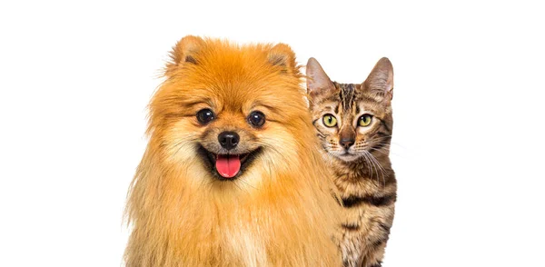 Gato Bengala Marrón Perro Pomerano Rojo Jadeando Con Expresión Feliz — Foto de Stock