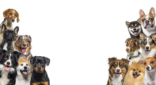 Grote Groep Gelukkige Honden Kijken Naar Camera Geïsoleerd Wit — Stockfoto