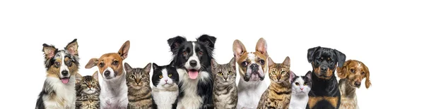 Large Group Cats Dogs Looking Camera Blue Background — Stok fotoğraf