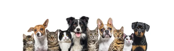 Große Gruppe Von Katzen Und Hunden Blickt Die Kamera Banner — Stockfoto
