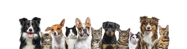 Large Group Cats Dogs Looking Camera Blue Background — Stock Photo, Image