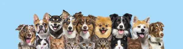 Several Cats Dogs Head Shot Looking Camera Row Blue Background — Stock Photo, Image
