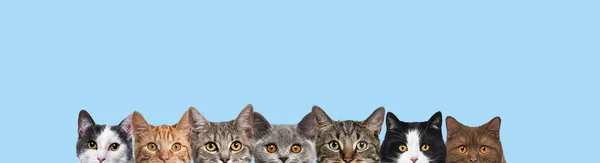 许多猫的头像排成一排 看着蓝色背景的相机 形成了一面横幅 — 图库照片