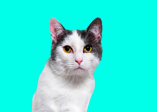 Black White Crossbreed Cat Yellow Eyed Looking Camera Blue Background — Stock Photo, Image