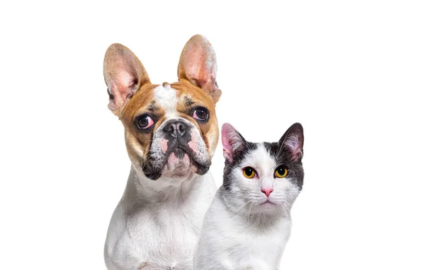 Cabeza Bulldog Francés Gato Cruzado Juntos Aislados Blanco — Foto de Stock
