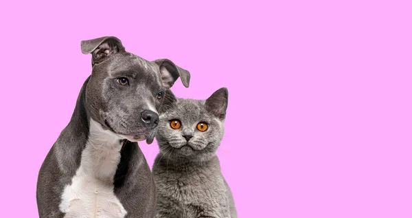 American Staffordshire Terrier Hond Britse Stenografisch Kat Samen Roze Achtergrond — Stockfoto