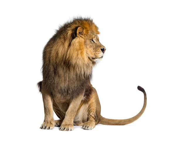 Lion Pulling Face Looking Camera Isolated White — Stock Photo, Image
