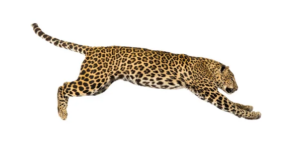 Vista Lateral Leopardo Manchado Pulando Pântera Pardus Isolado Branco — Fotografia de Stock