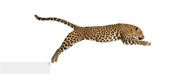 Vista Lateral Leopardo Moteado Saltando Panthera Pardus Aislado Blanco —  Fotos de Stock
