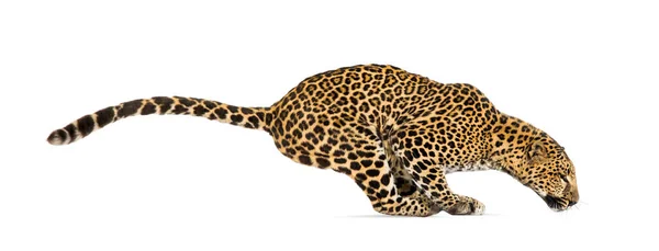 Vista Laterale Leopardo Maculato Che Salta Panthera Pardus Isolato Bianco — Foto Stock