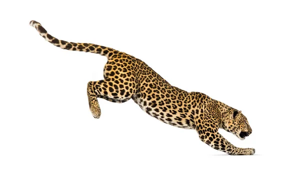 Vista Lateral Leopardo Manchado Pulando Pântera Pardus Isolado Branco — Fotografia de Stock