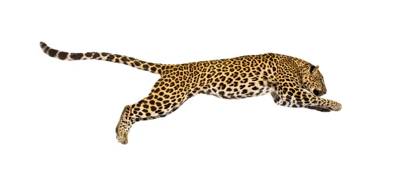 Vista Lateral Leopardo Moteado Saltando Panthera Pardus Aislado Blanco —  Fotos de Stock