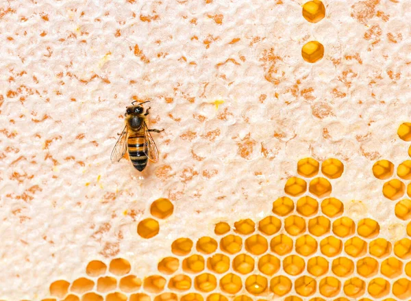 Honingbijen Die Honing Eten Een Bijenkorf Waar Achterblijft Geïsoleerd Een — Stockfoto