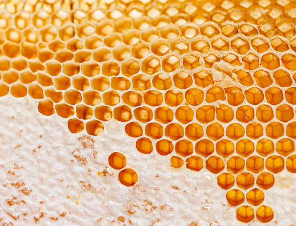 Nahaufnahme Auf Den Waben Eines Bienenstocks Mit Tropfendem Honig — Stockfoto