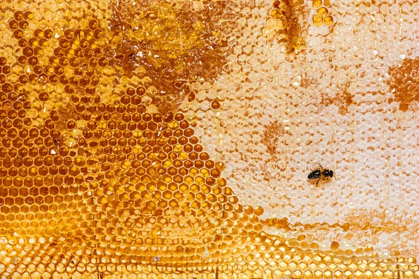 Honigbiene Frisst Honig Auf Dem Rahmen Eines Bienenstocks Dem Wachsreste — Stockfoto