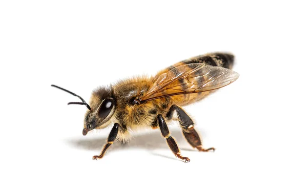 Zijaanzicht Van Een Honingbij Apis Mellifera Geïsoleerd Wit — Stockfoto