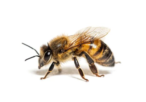 Vista Lateral Uma Abelha Honing Apis Mellifera Isolado Branco — Fotografia de Stock