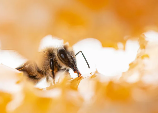 Bee Eating Honey Its Tongue View Pieces Honeycomb — Stock Photo, Image