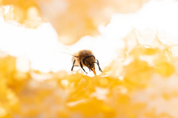 Abeille Mangeant Miel Avec Langue Vue Travers Des Morceaux Nid — Photo