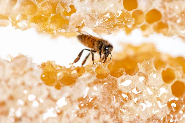 蜜蜂用舌头吃蜂蜜 透过蜂窝的碎片观看 — 图库照片