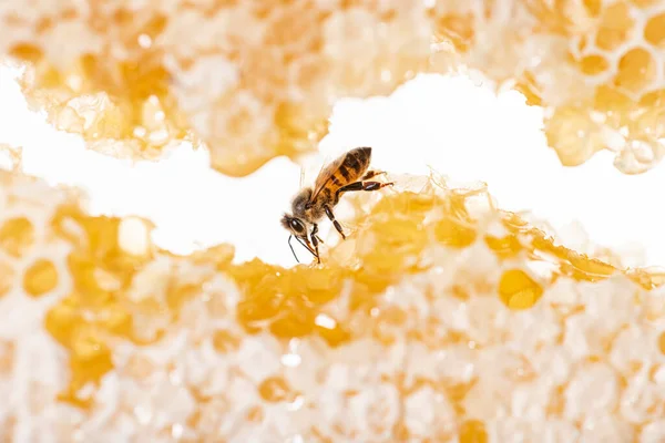 蜜蜂用舌头吃蜂蜜 透过蜂窝的碎片观看 — 图库照片