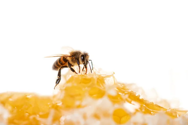 Пчела Ест Мед Своим Языком Вид Сквозь Кусочки Медовой Гребенки — стоковое фото