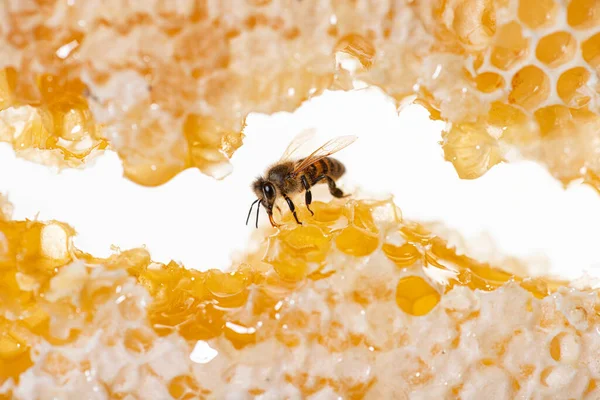 Abeille Mangeant Miel Avec Langue Vue Travers Des Morceaux Nid — Photo