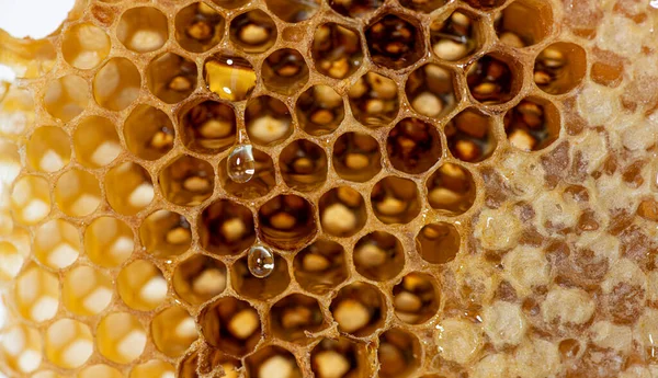 Close Drops Honey Dripping Honeycomb Empty — Stock Photo, Image