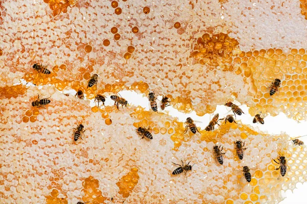 蜜蜂在蜂窝的框架内吃蜂蜜 蜂窝中的蜡残留在白色的背景下 — 图库照片
