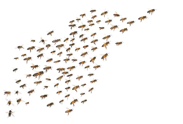 Swarm Bees Flight Isolated White Background — Stock Photo, Image