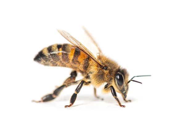 Side View Honing Bee Isolated White — Stock Photo, Image