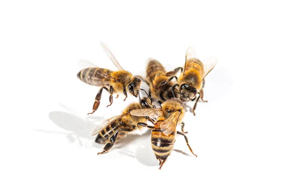 Groupe Abeilles Mellifères Battant Isolé Sur Blanc — Photo