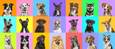 Çok sayıda parlak rengin çok renkli arka planında birden fazla köpeğin kafa portresi kolajı. 