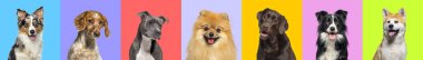 Banner, bir çok köpeğin kolajı çok renkli arkaplanda kafa portresi fotoğrafları