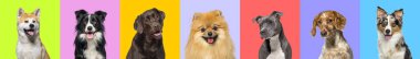Banner, birden fazla köpeğin kafa portresi kolajı çok sayıda parlak rengin çok renkli arka planında. 