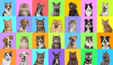 Çok sayıda parlak rengin çok renkli arka planında kedi ve köpeklerin fotoğraflarından oluşan kolaj..
