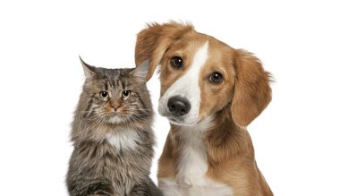 Kedi ve köpek birlikte beyaz kameraya bakıyor.