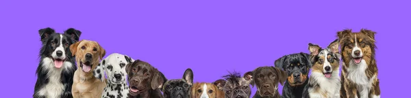 Баннер Большой Группой Собак Вместе Ряд Сортировать Размеру Фиолетовом Фоне — стоковое фото