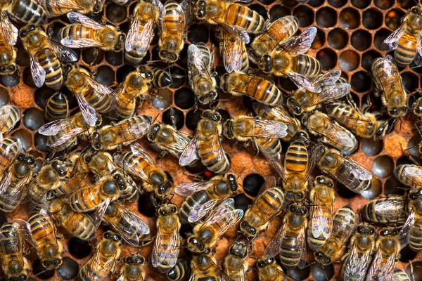 위에서 벌들은 벌집의한 조각에서 수있었다 애벌레를 수있습니다 — 스톡 사진