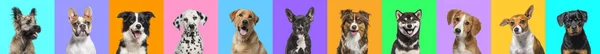 Banner Κολάζ Από Πολλαπλές Φωτογραφίες Πορτρέτο Κεφάλι Σκυλιών Ένα Πολύχρωμο — Φωτογραφία Αρχείου