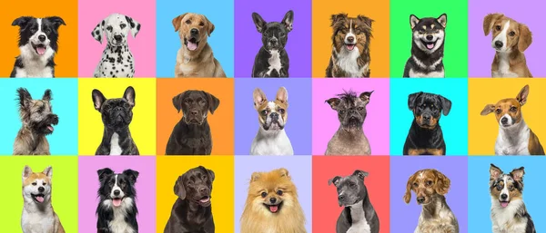 Collage Più Cani Foto Ritratto Testa Uno Sfondo Multicolore Una — Foto Stock