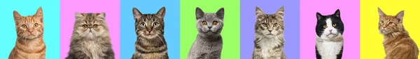 Banner Collage Multiple Cats Head Portrait Photos Multicolored Background Multitude — Stock Photo, Image