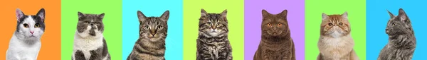 Banner Collage Multiple Cats Head Portrait Photos Multicolored Background Multitude — Stock Photo, Image