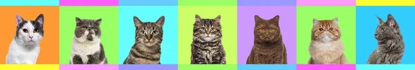 バナー 多数の異なる明るい色の多色背景に複数の猫の頭の肖像写真のコラージュ — ストック写真