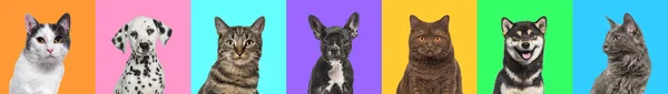 Banner Collage Multiple Headshot Photos Dogs Cats Multicolored Background Multitude — Stock Photo, Image