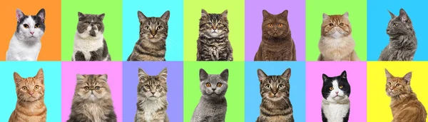 Colagem Várias Fotos Retrato Cabeça Gatos Fundo Multicolorido Uma Infinidade — Fotografia de Stock