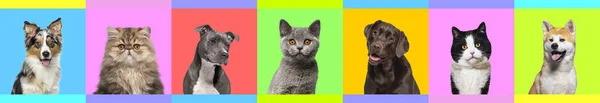 Banner Mai Multe Fotografii Pisici Câini Fundal Multicolor Înconjurat Friză — Fotografie, imagine de stoc