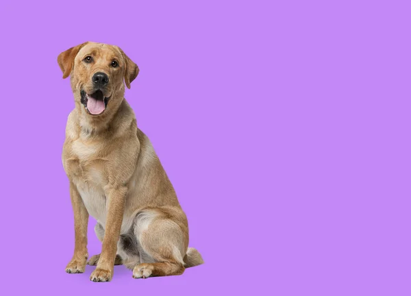 ラブラドールレトリバー犬のパンティングとピンクの背景の前に座って — ストック写真
