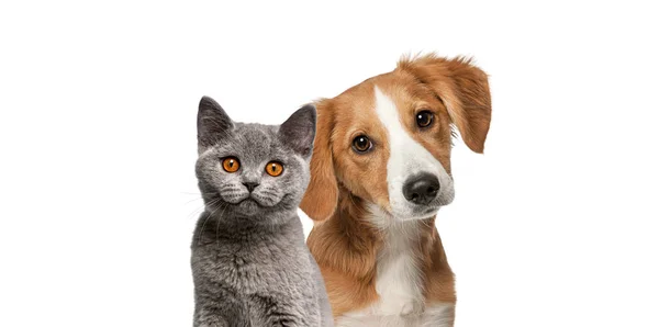 Cat Dog Together Looking Camera Isolated White — Stock Photo, Image